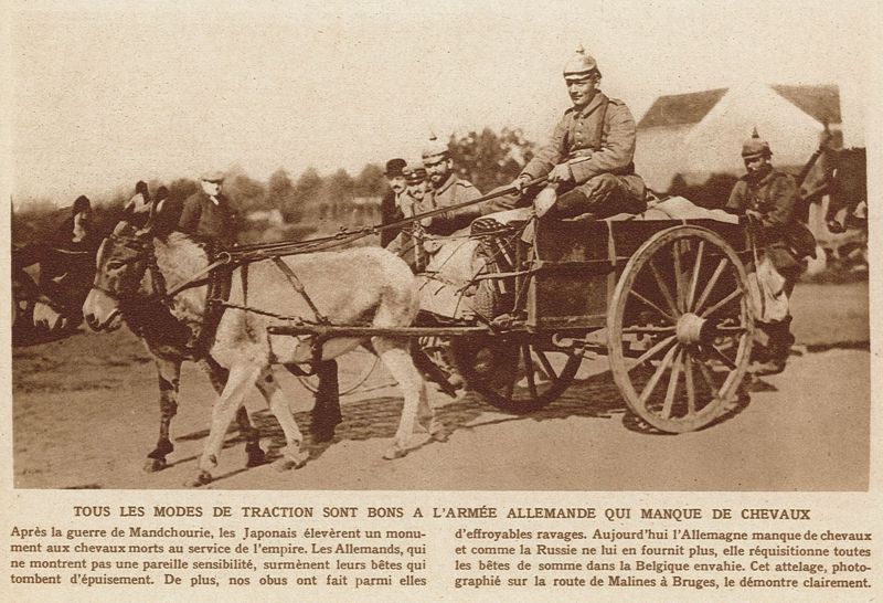 Quand les ânes remplacent les chevaux