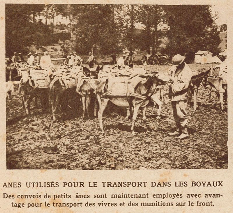 Ânes utilisés pour le transport dans les boyaux