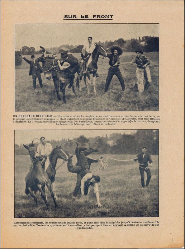 Un dressage difficile
