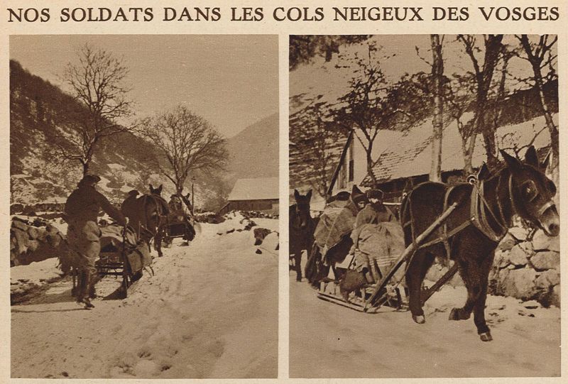 Transport des blessés en traîneaux tirés par des mulets