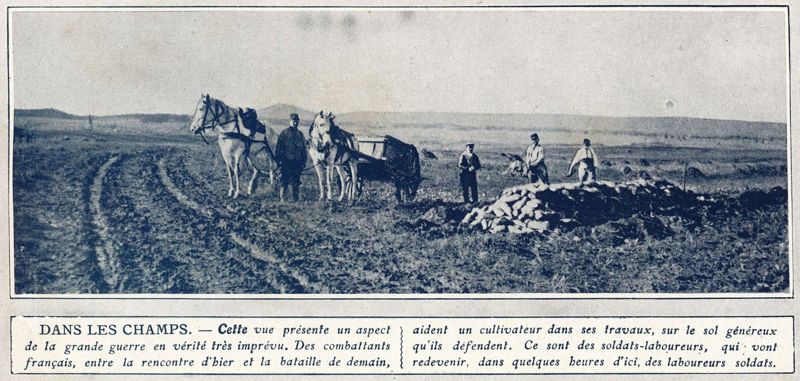 Dans les champs
