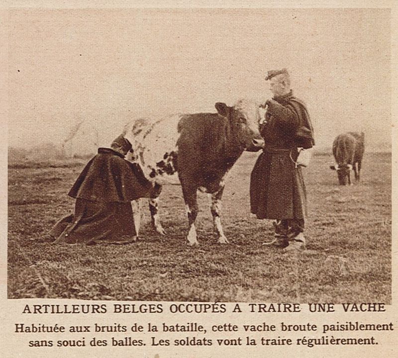 Artilleurs belges occupés à traire une vache