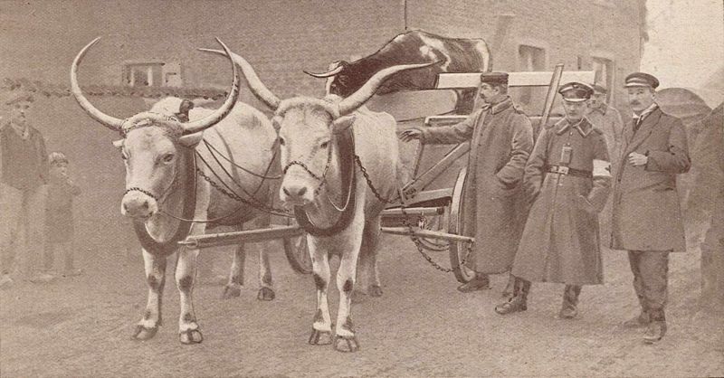 Des boeufs volés