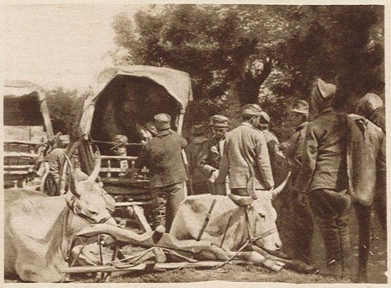 Les chariots à boeufs du ravitaillement de l'armée serbe