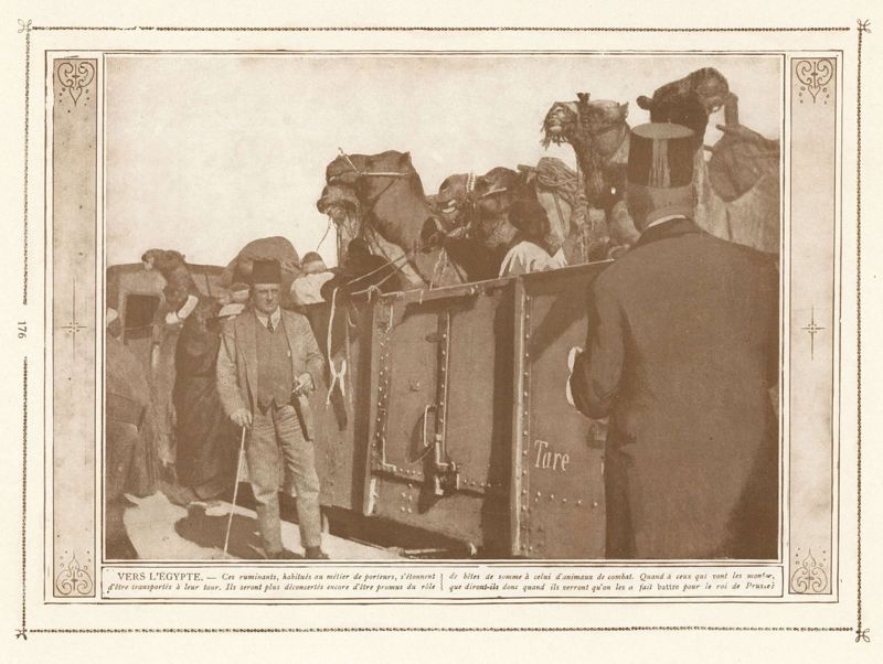Des chameaux pour le roi de Prusse