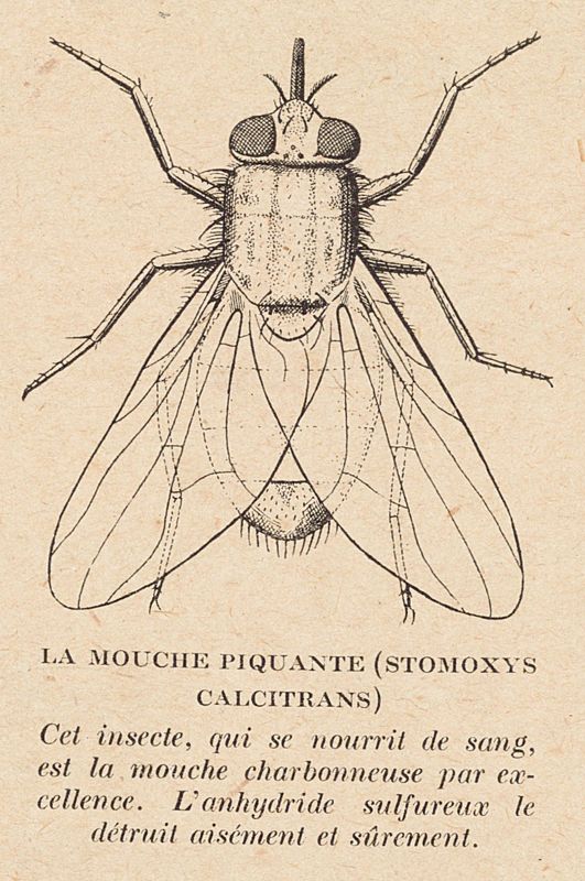 Mouche piquante
