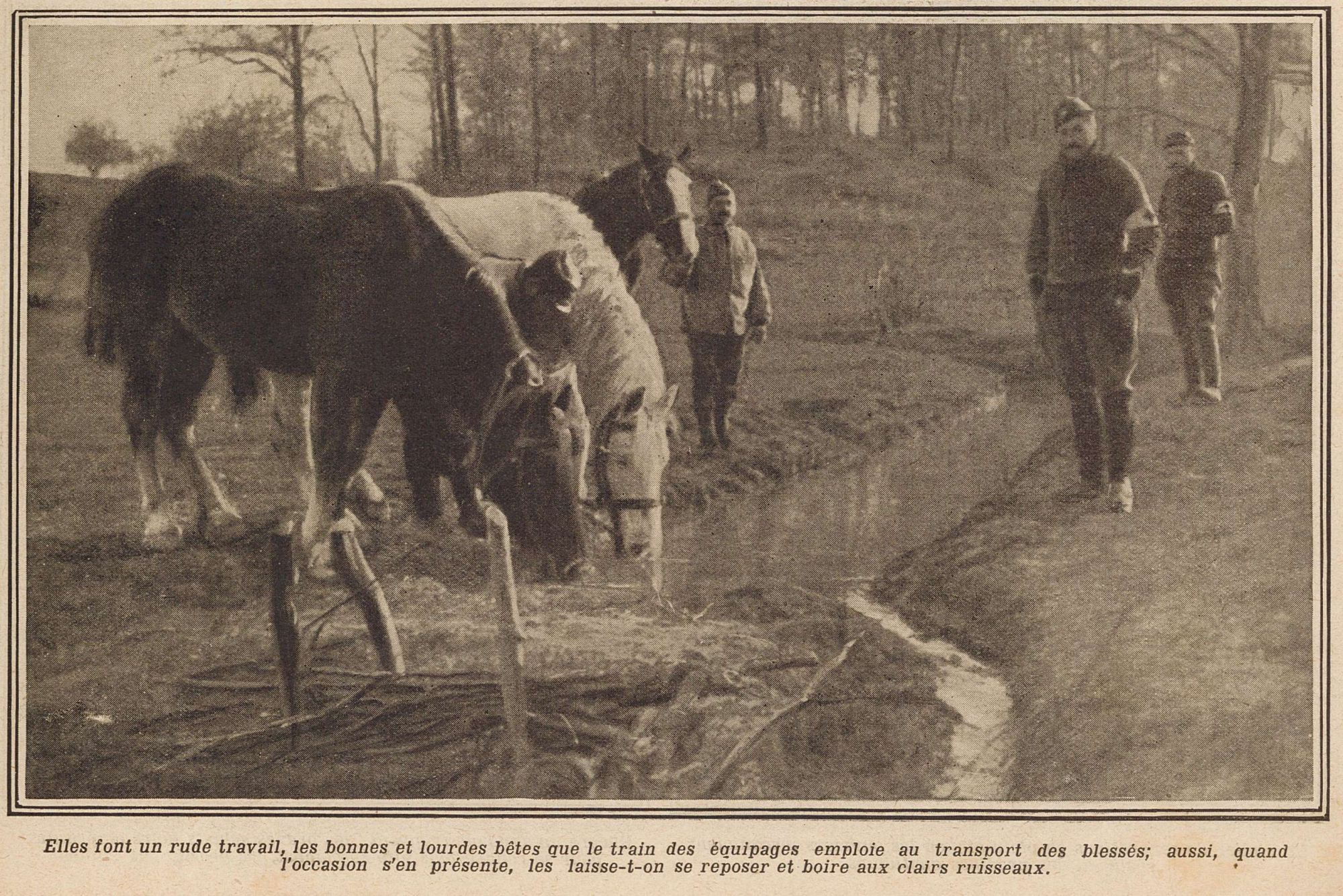 Les bêtes s'abreuvent au ruisseau