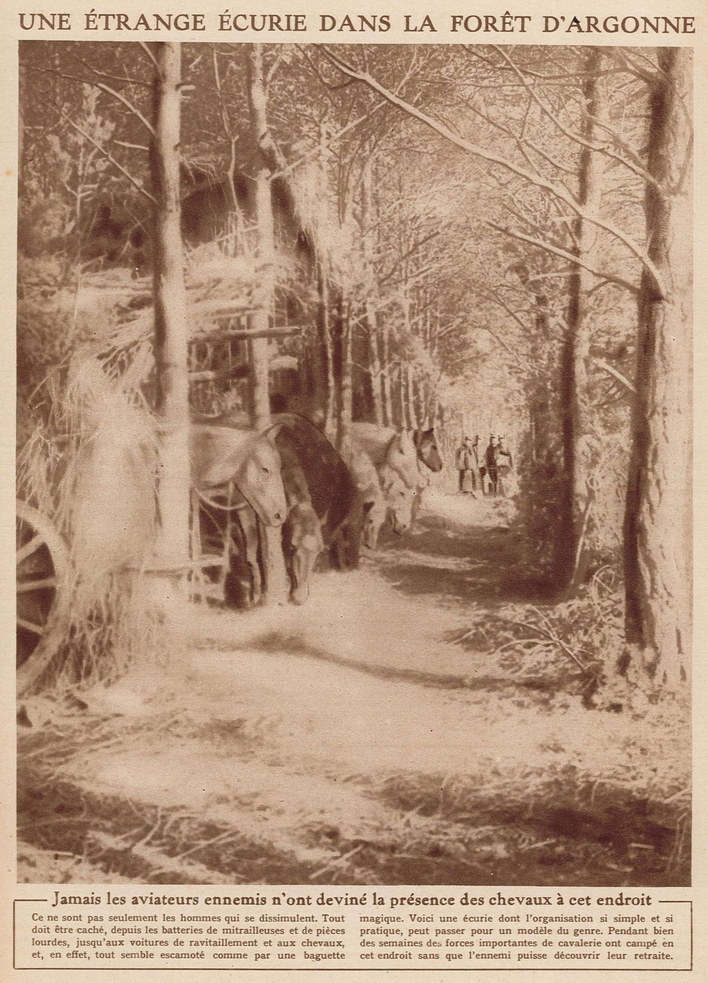 Une étrange écurie dans la forêt d'Argonne