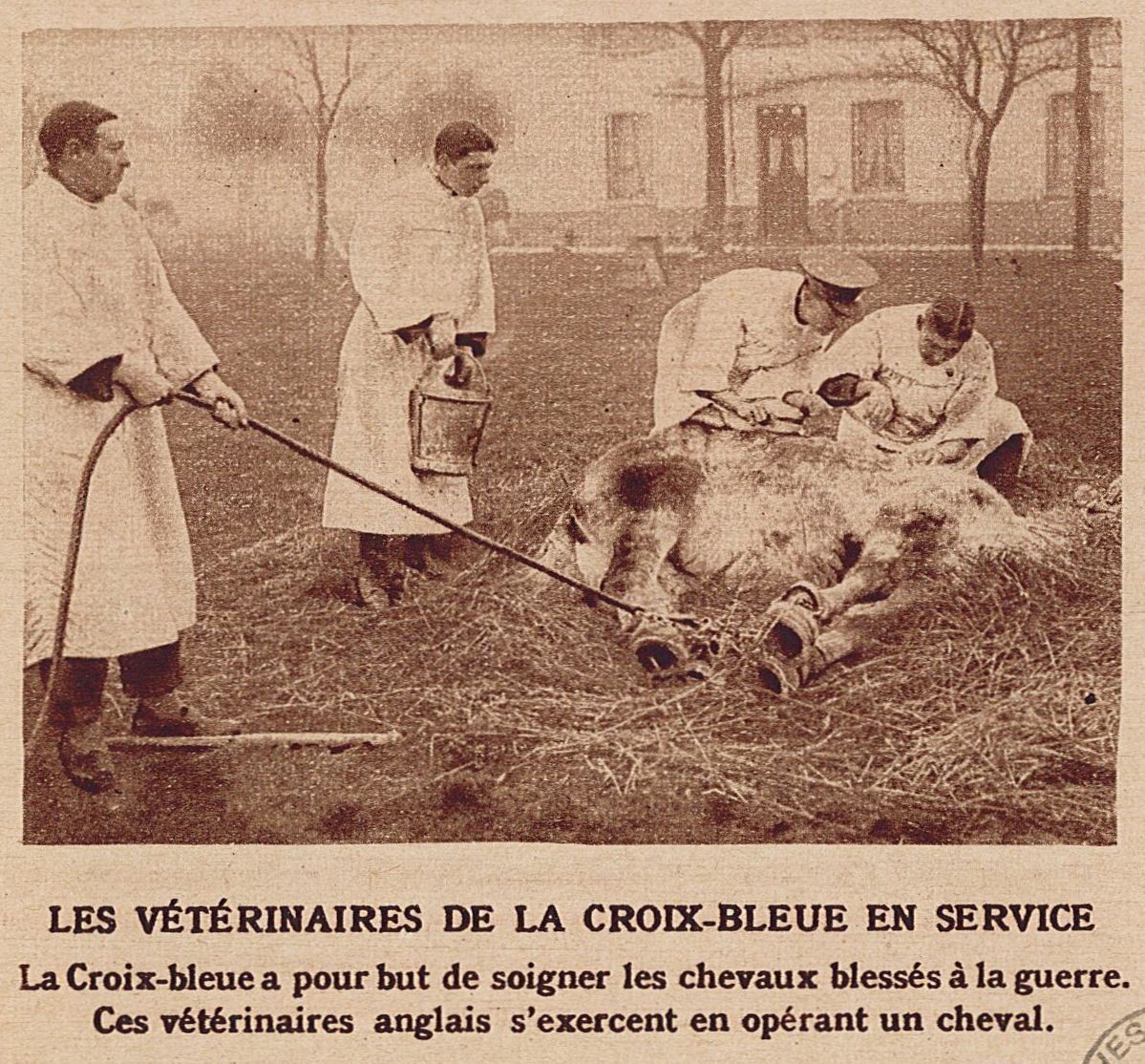 Les vétérinaires de la Croix-Bleue en service