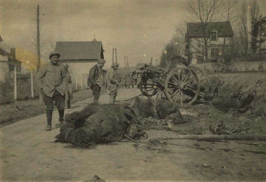 Les chevaux victimes de la guerre