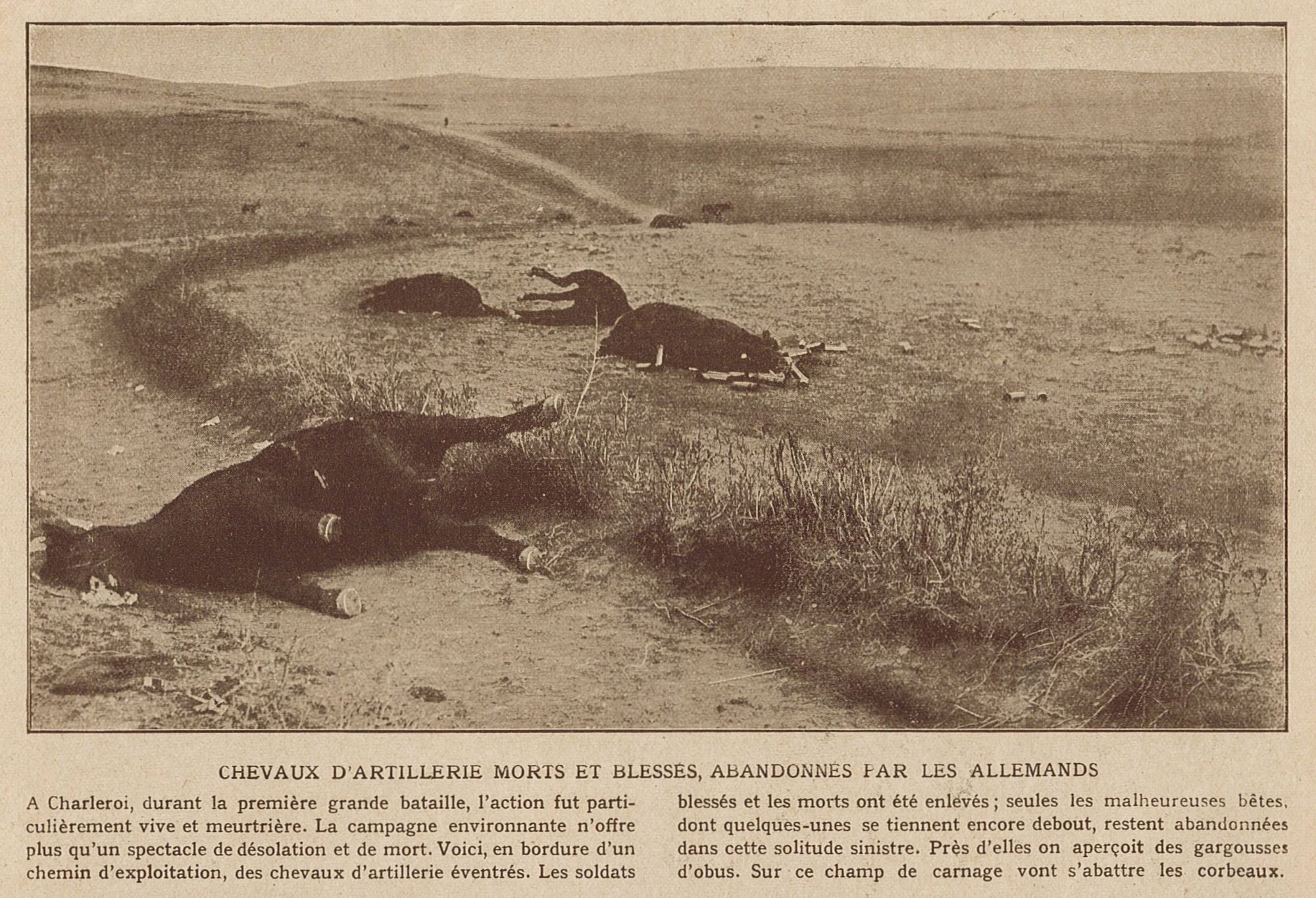 Chevaux d'artillerie morts et blessés, abandonnés par les Allemands