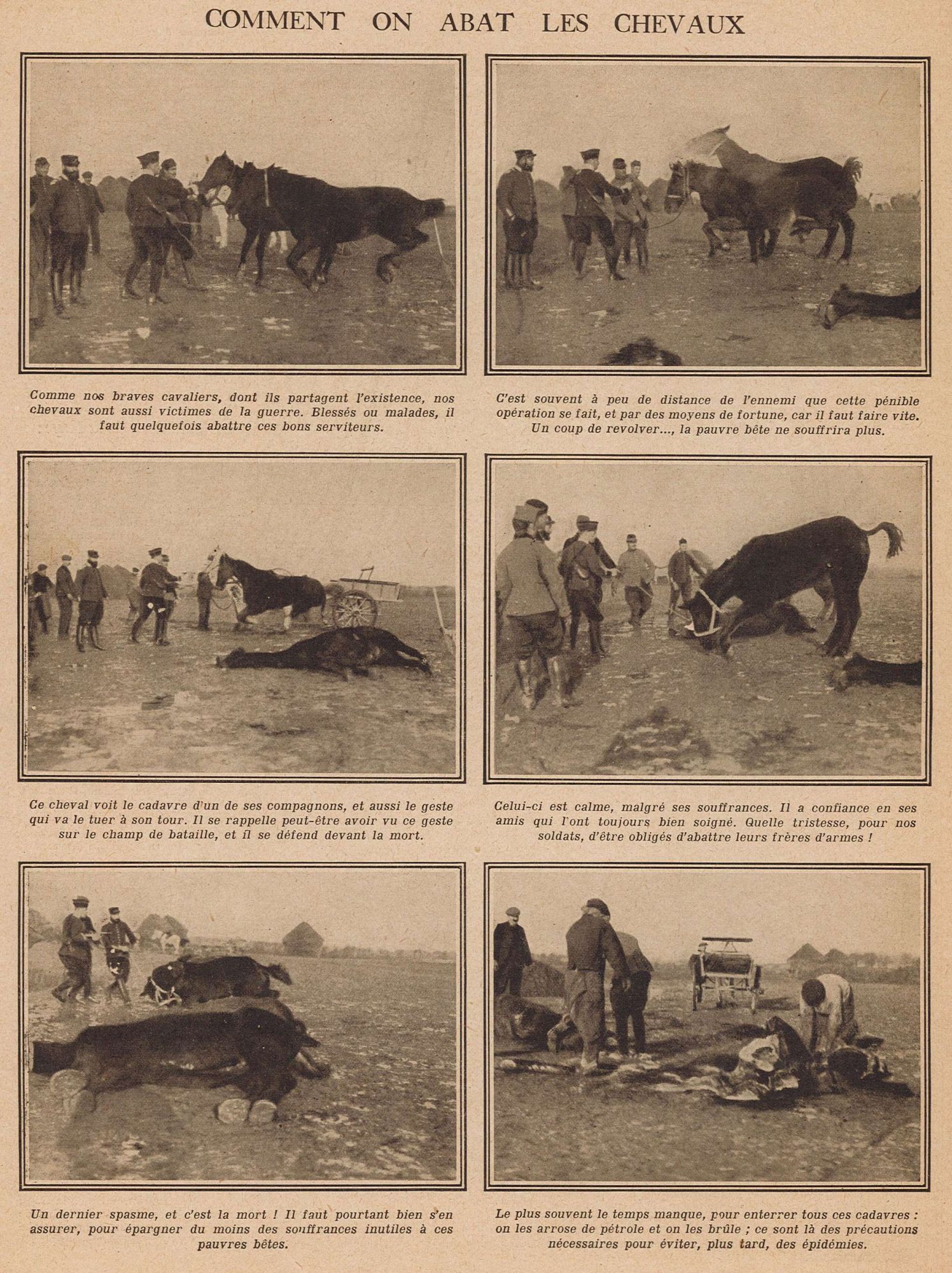 Comment on abat les chevaux