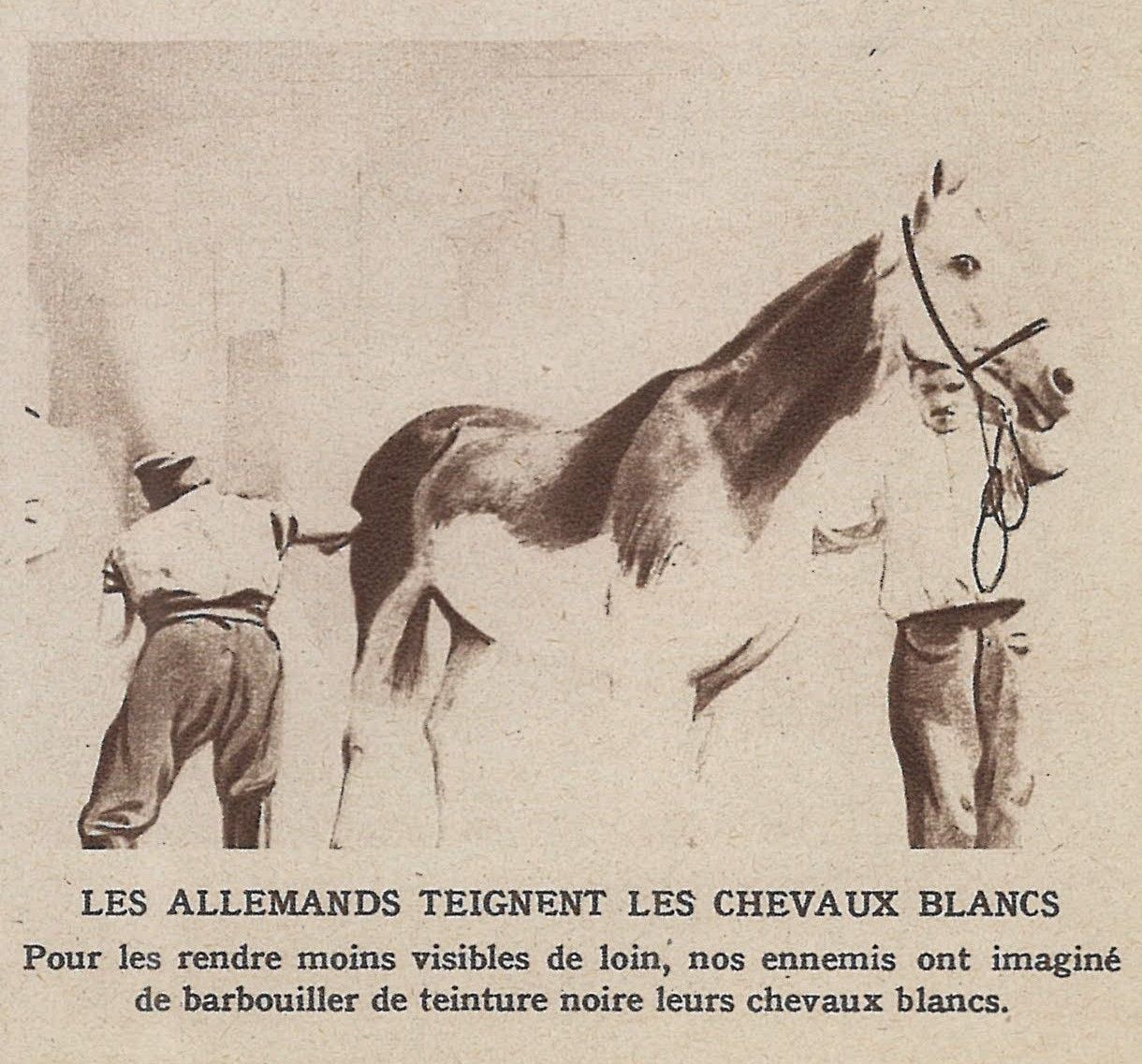 Les Allemands teignent les chevaux blancs