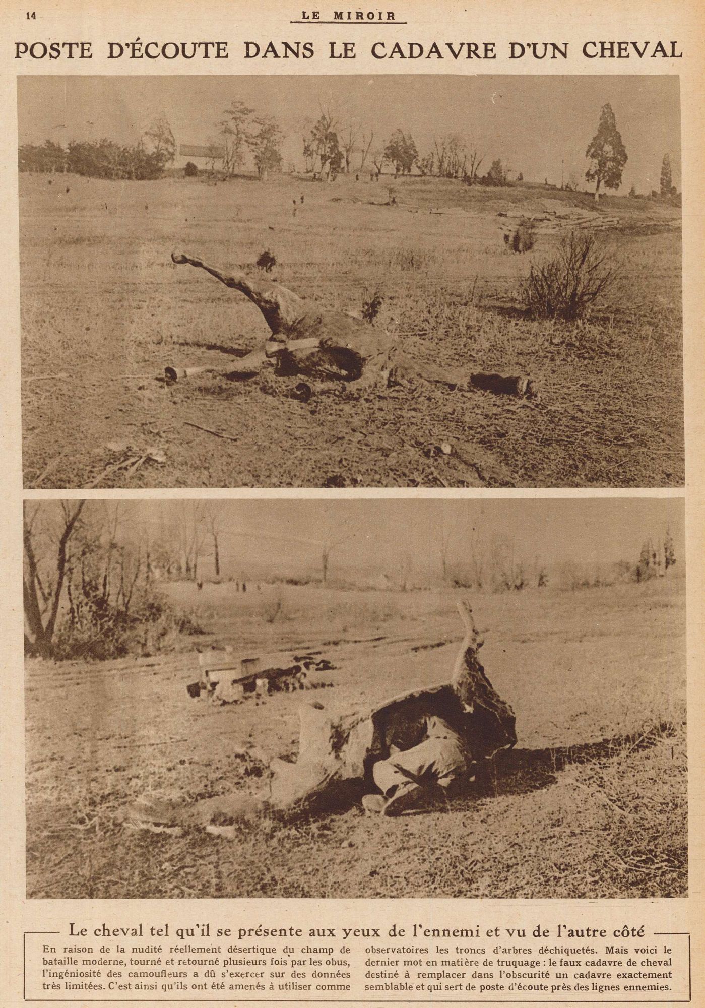 Poste d'écoute dans le cadavre d'un cheval