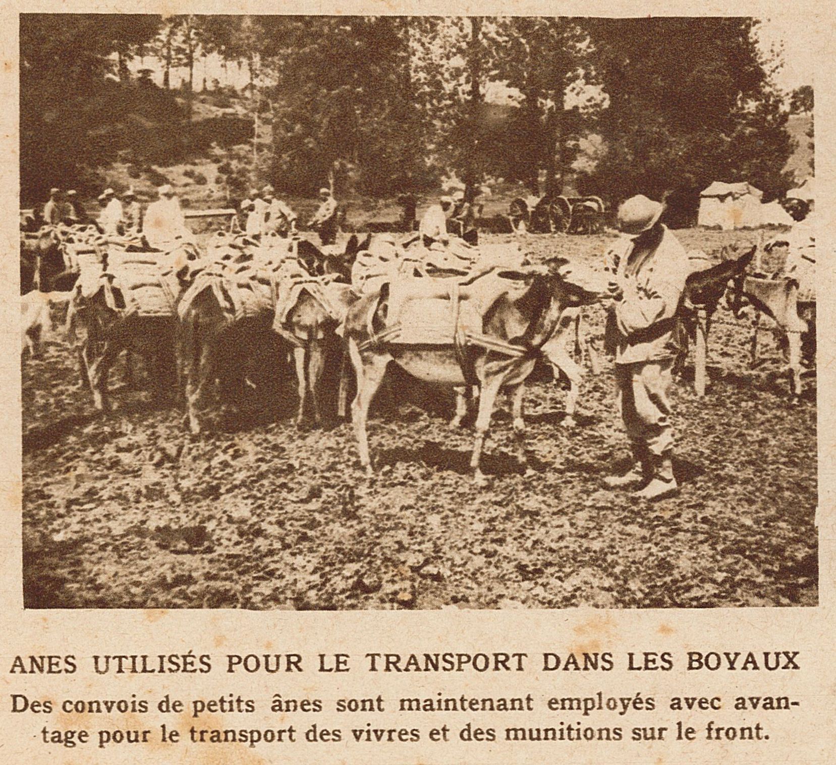 Ânes utilisés pour le transport dans les boyaux