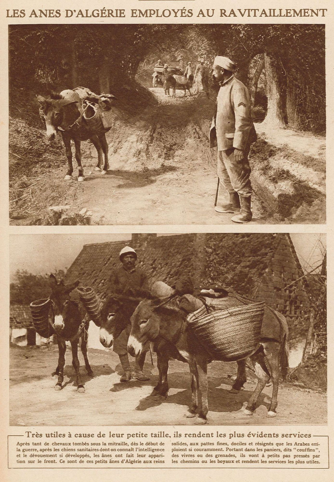 Les ânes d'Algérie employés au ravitaillement