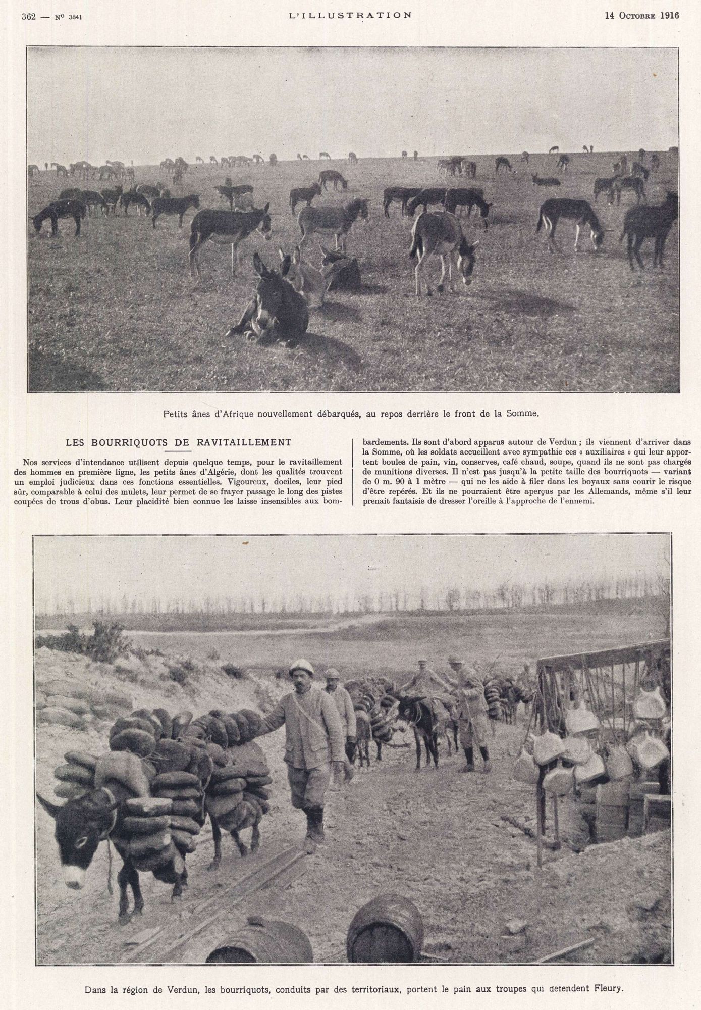 Les bourriquots de ravitaillement