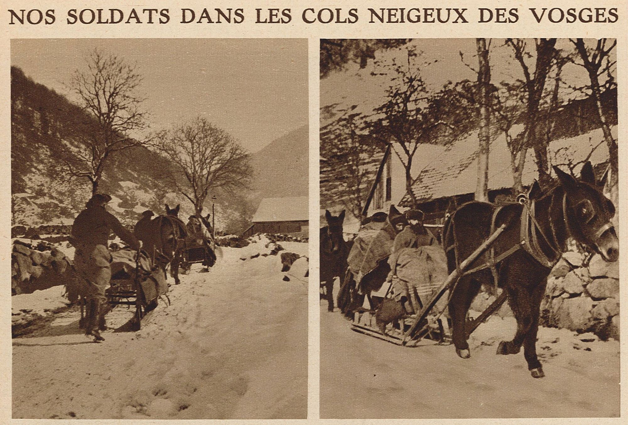 Transport des blessés en traîneaux tirés par des mulets