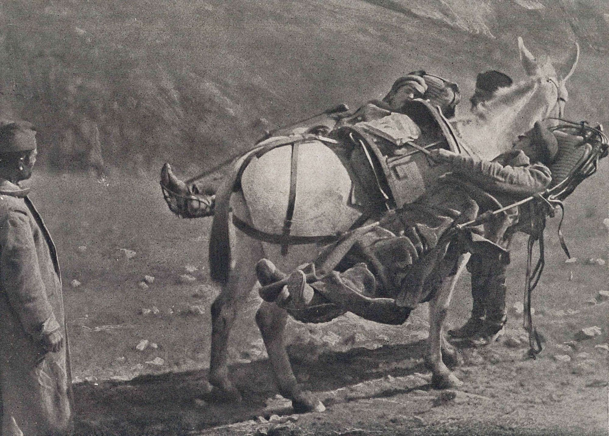 Blessés bulgares en cacolet, dans la montagne