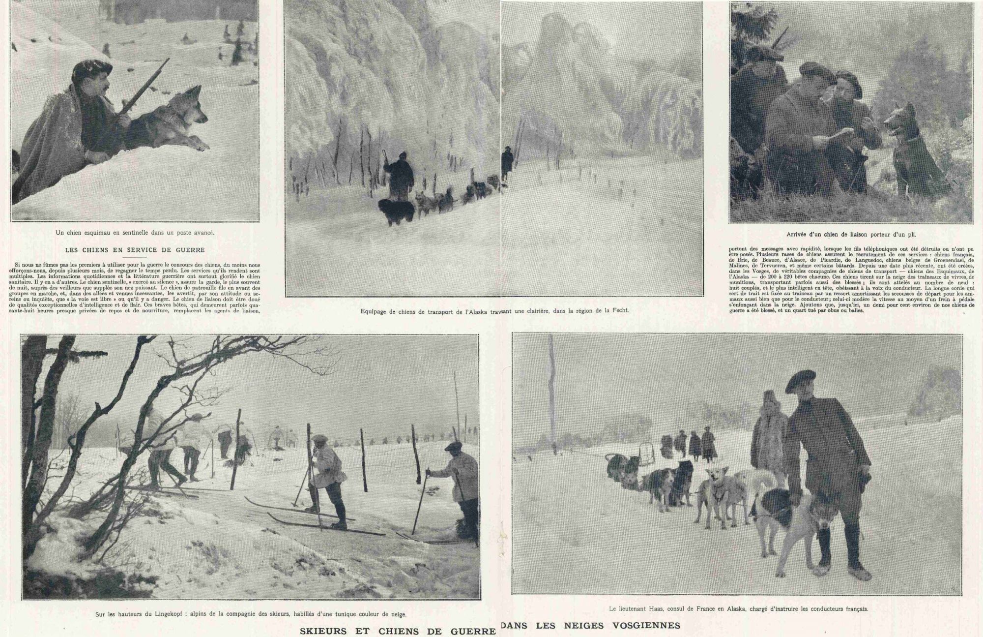 Skieurs et chiens de guerre dans les neiges vosgiennes