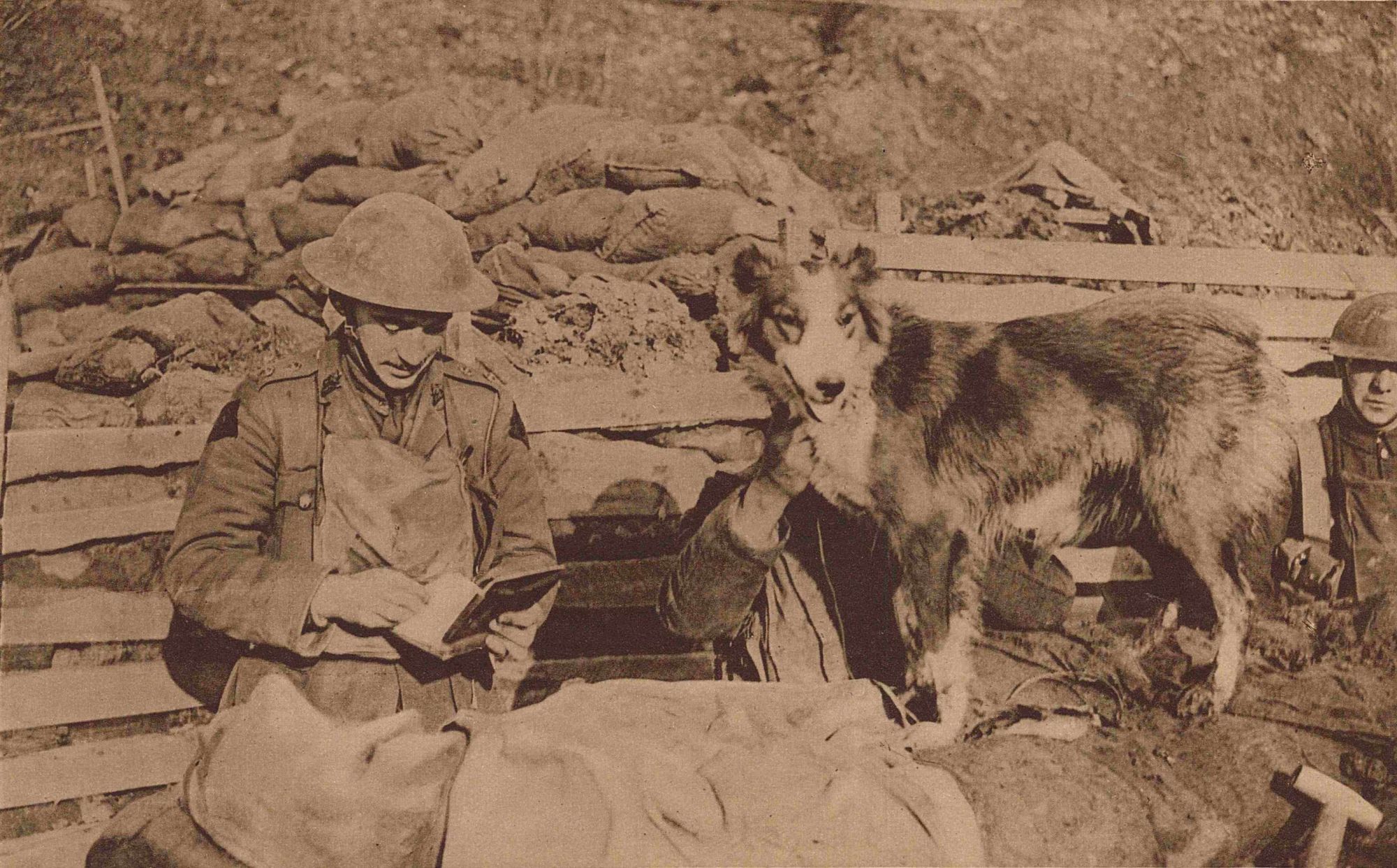 L'agent de liaison quadrupède