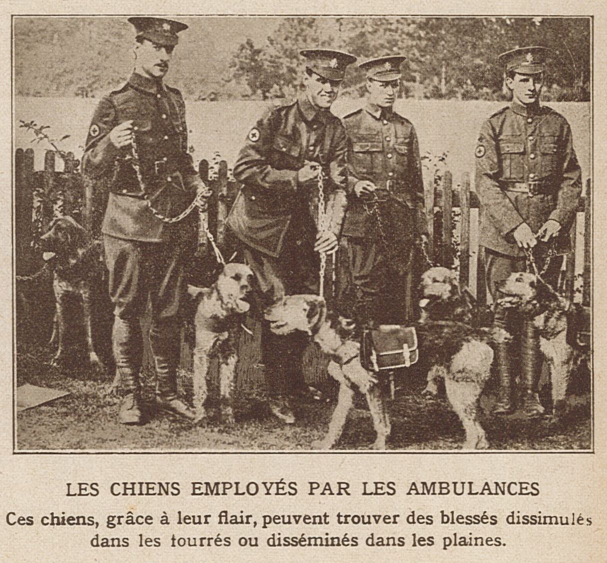 Les chiens employés par les ambulances