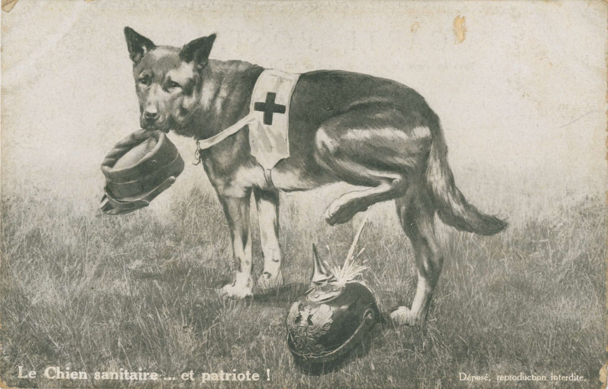 Le chien sanitaire... et patriote !