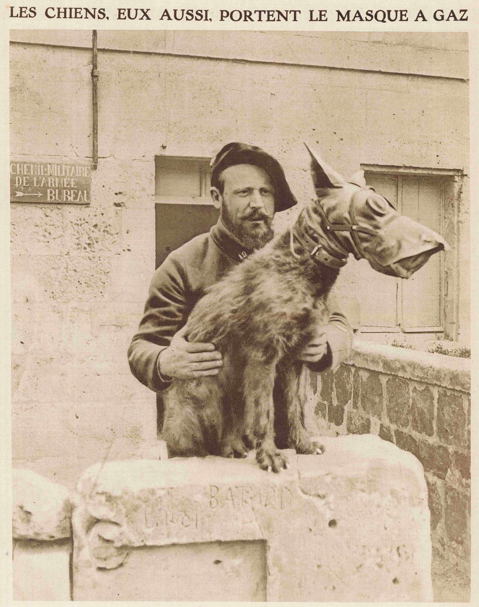 Chien sanitaire coiffé de cette muselière nouveau modèle