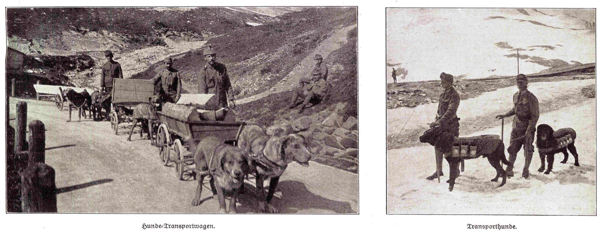 Chiens de transport allemands