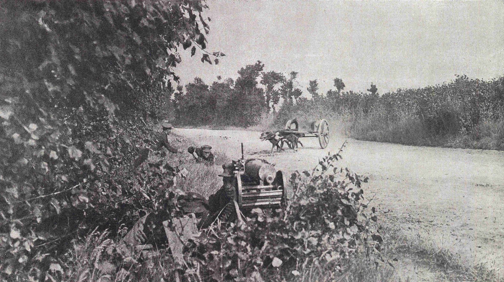 Dans un centre d'instruction de mitrailleurs belges : chiens exercés à aller chercher  et à apporter, au commandement, les munitions pour une pièce en position