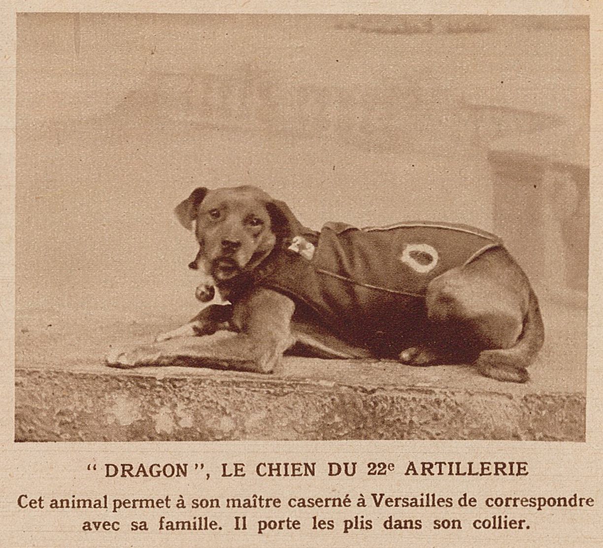 Dragon, le chien du 22e d'artillerie