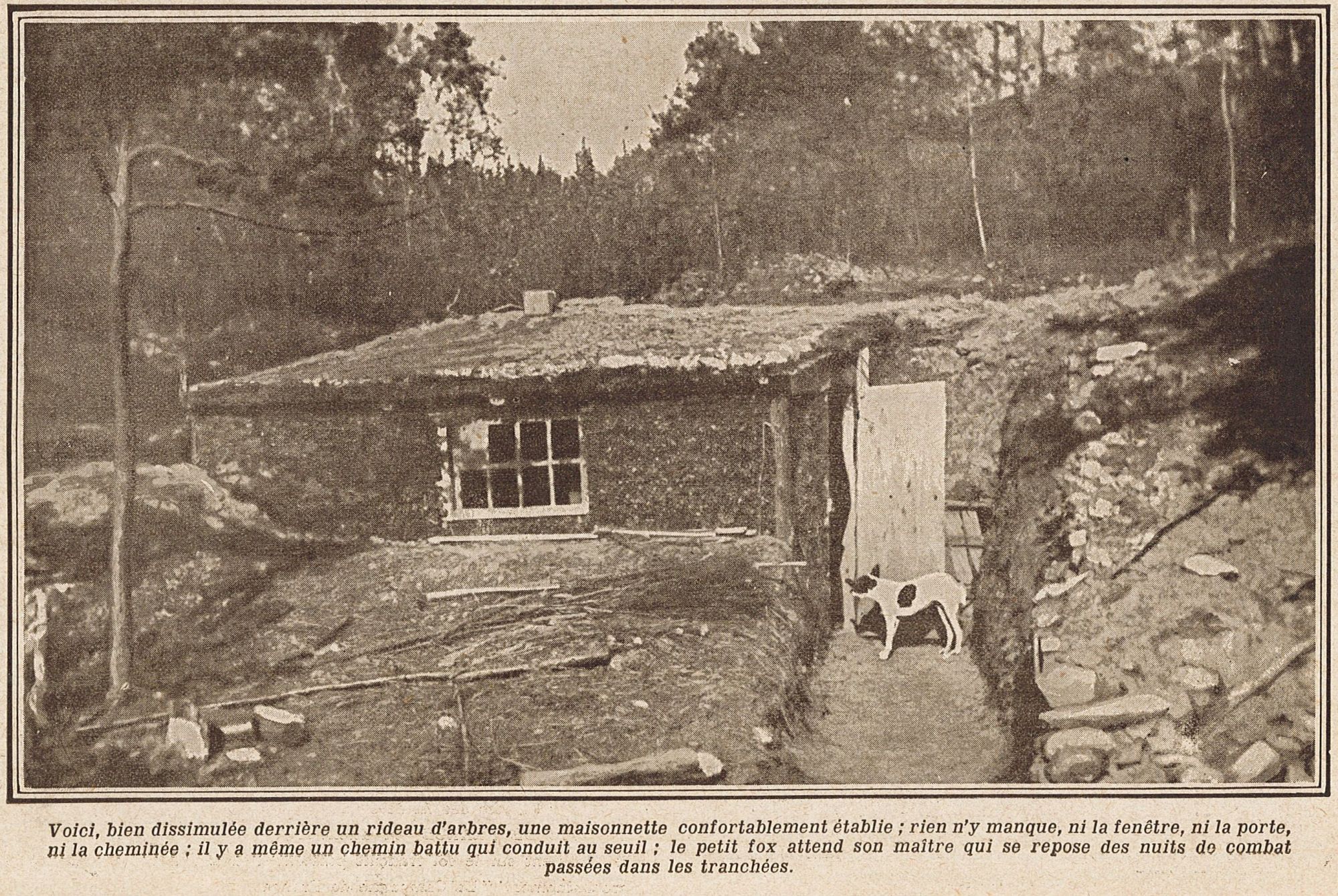 Le petit fox attend son maître