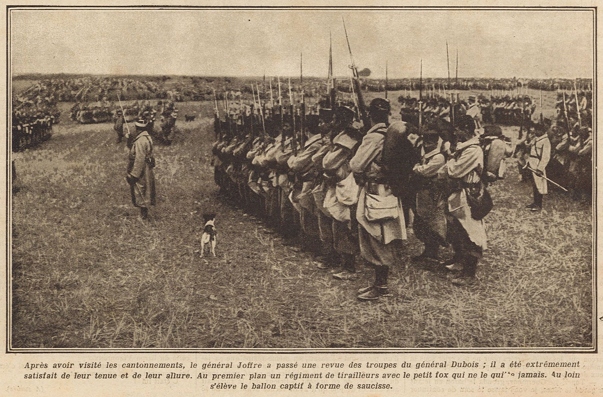 Le petit fox des tirailleurs