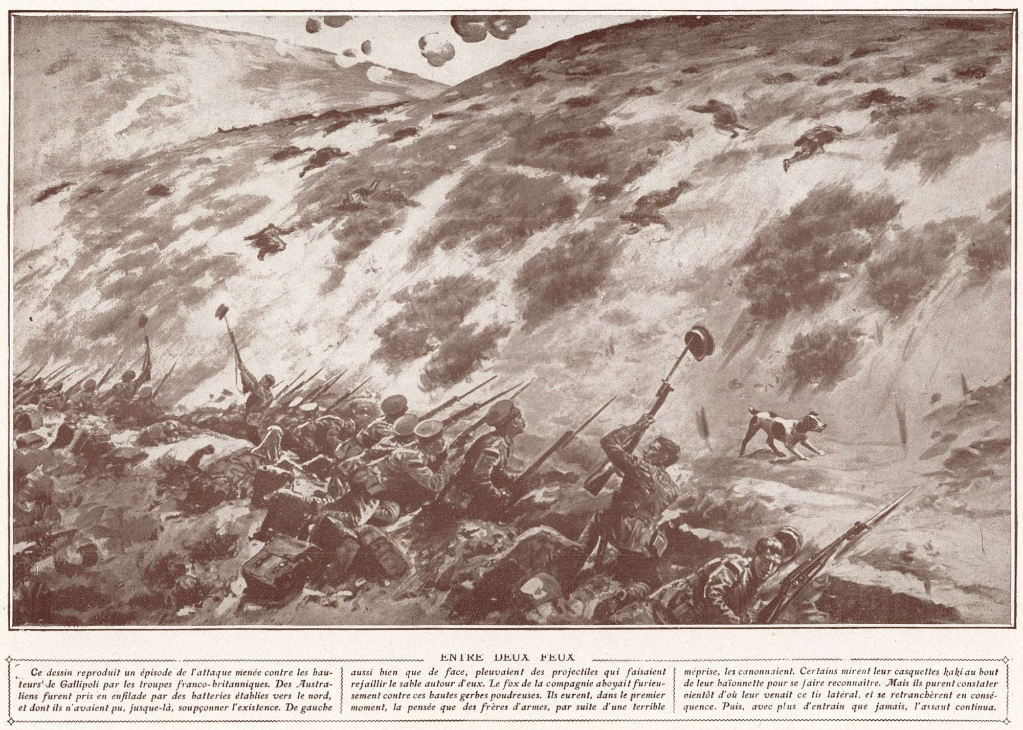 Le chien de Gallipoli