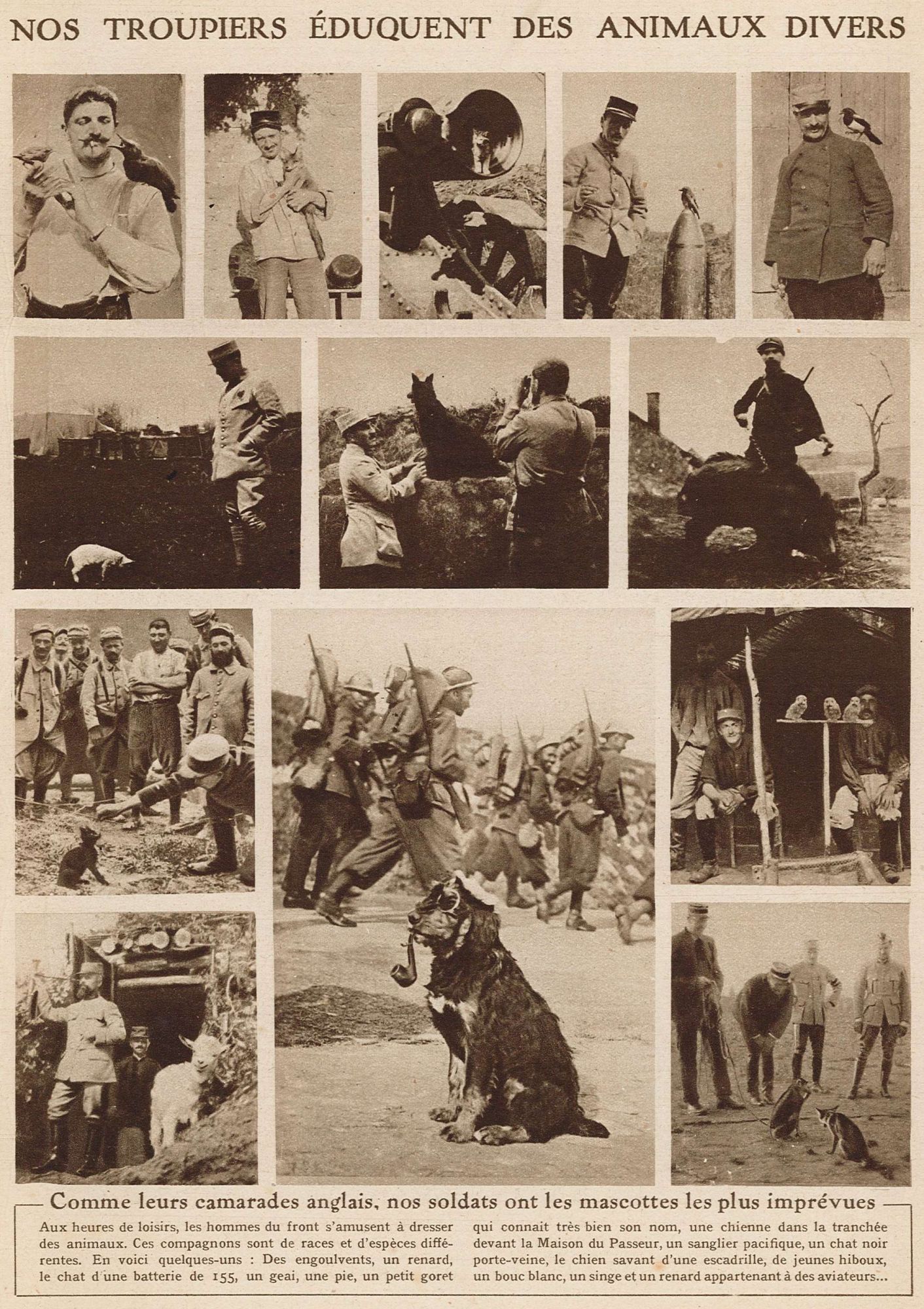 Nos troupiers éduquent des animaux divers