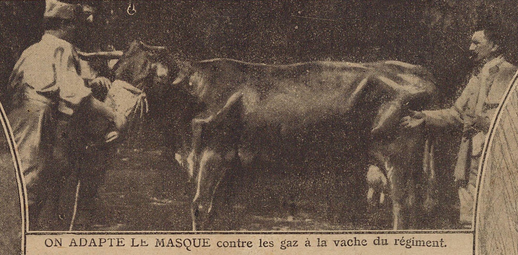 La vache du régiment