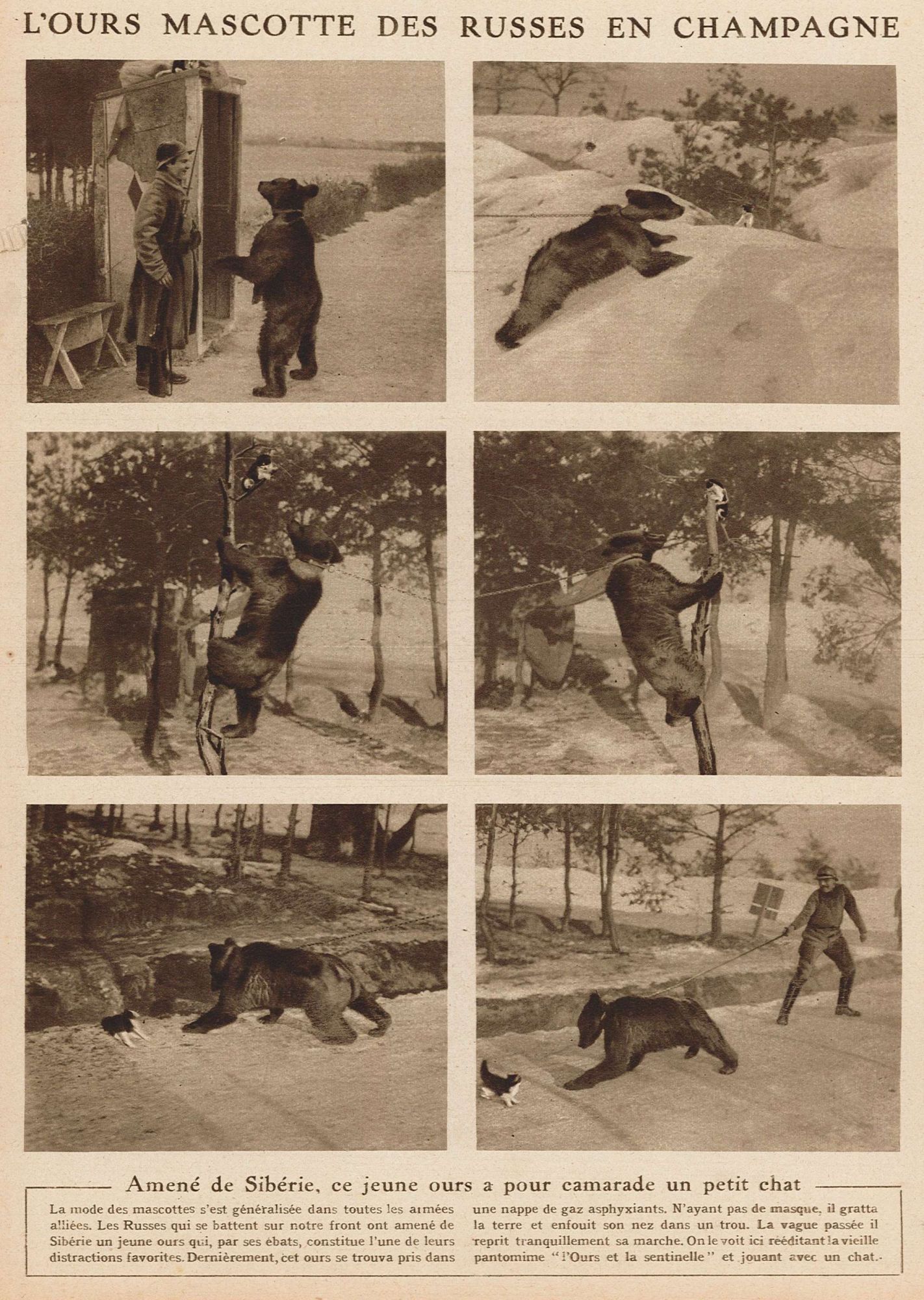 L'ours mascotte des Russes en Champagne