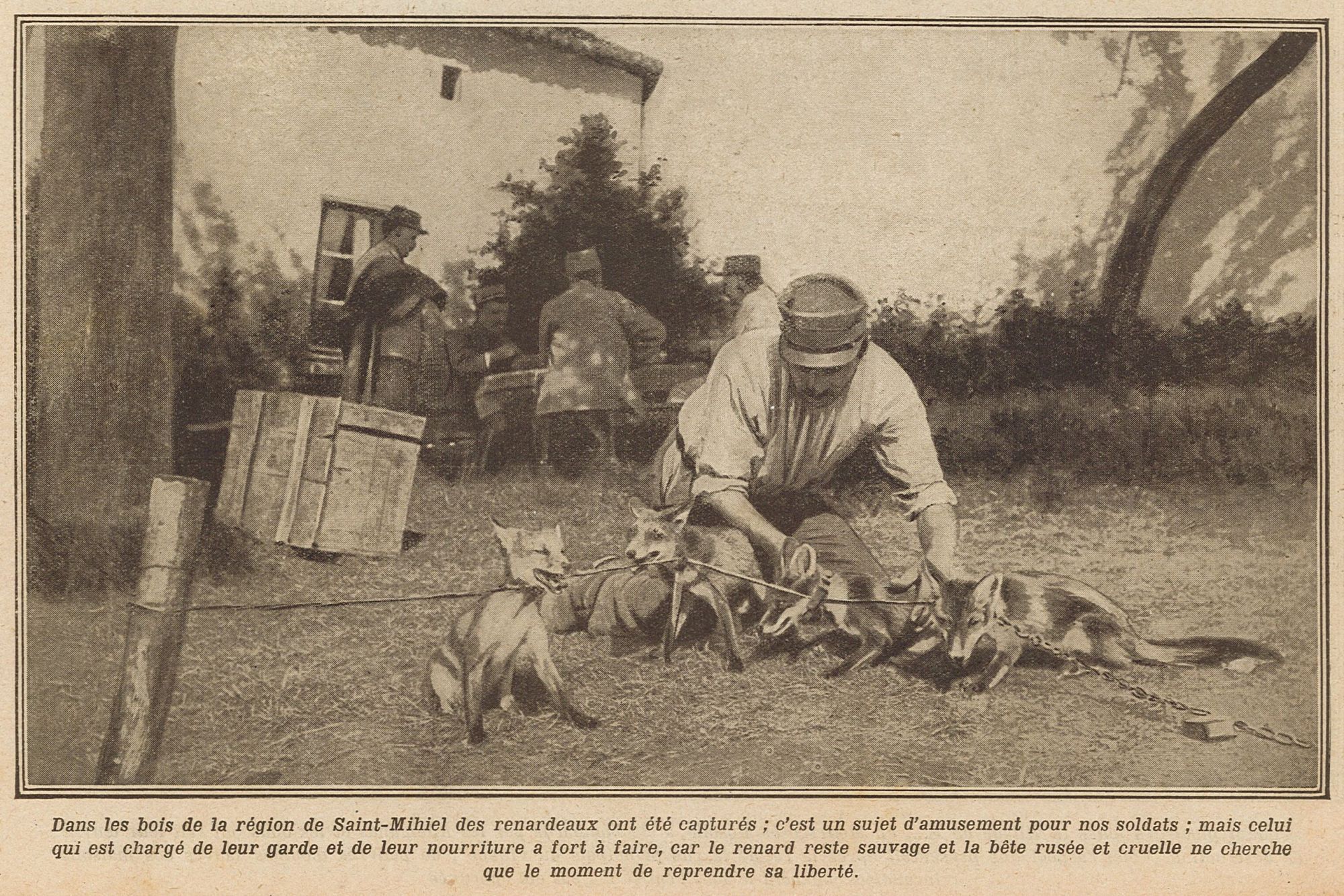 Les renardeaux de Saint-Mihiel