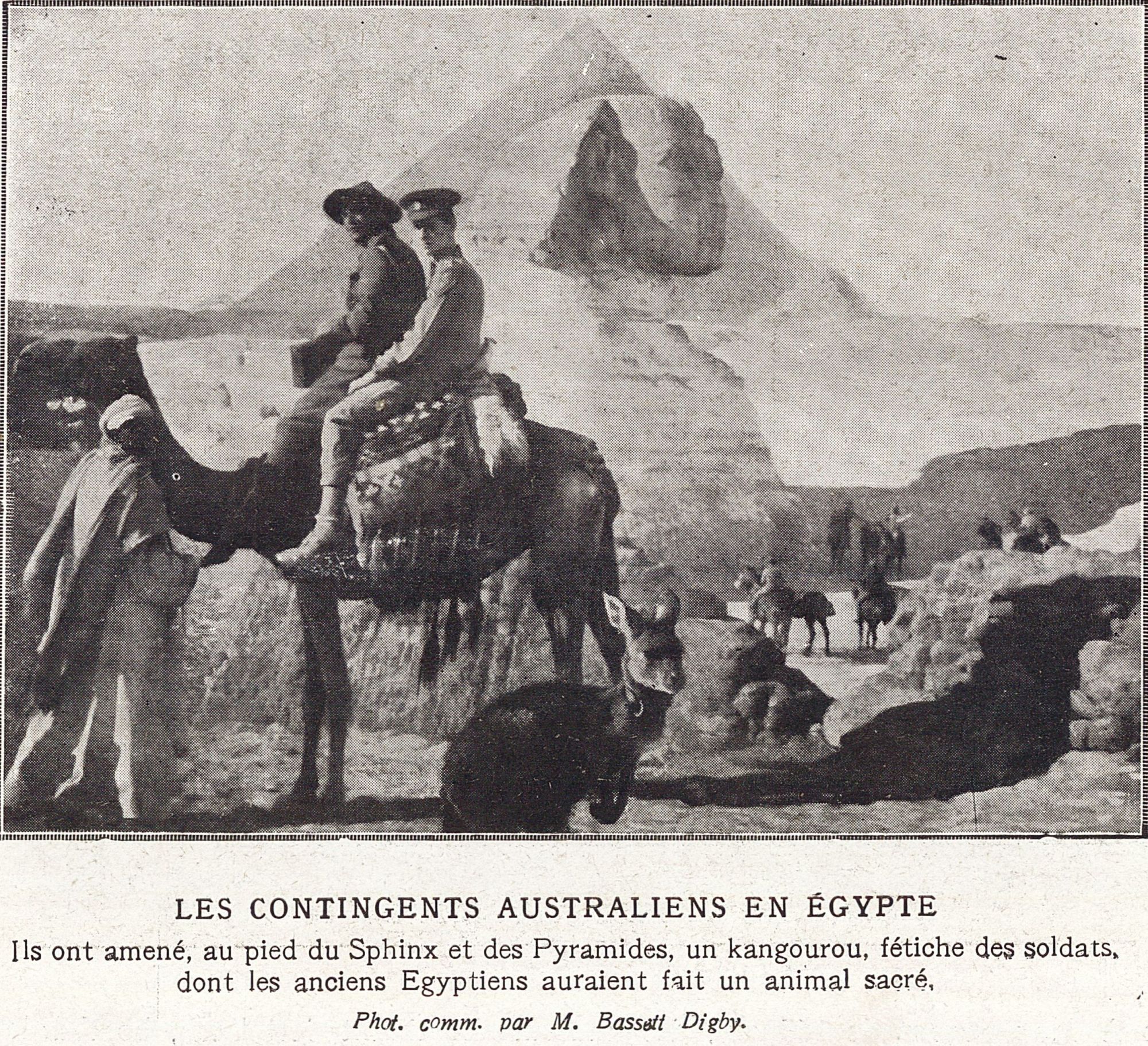 Un kangourou au pied des pyramides