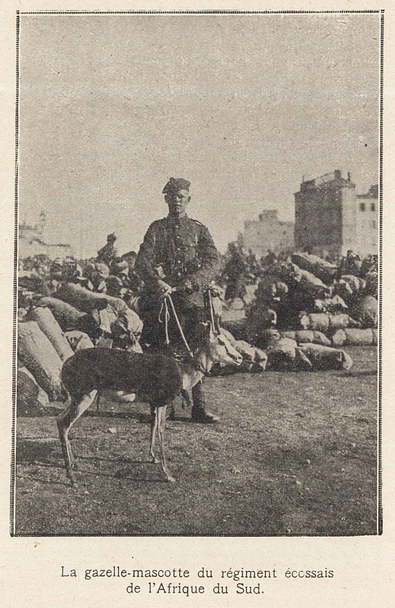 La gazelle des Écossais