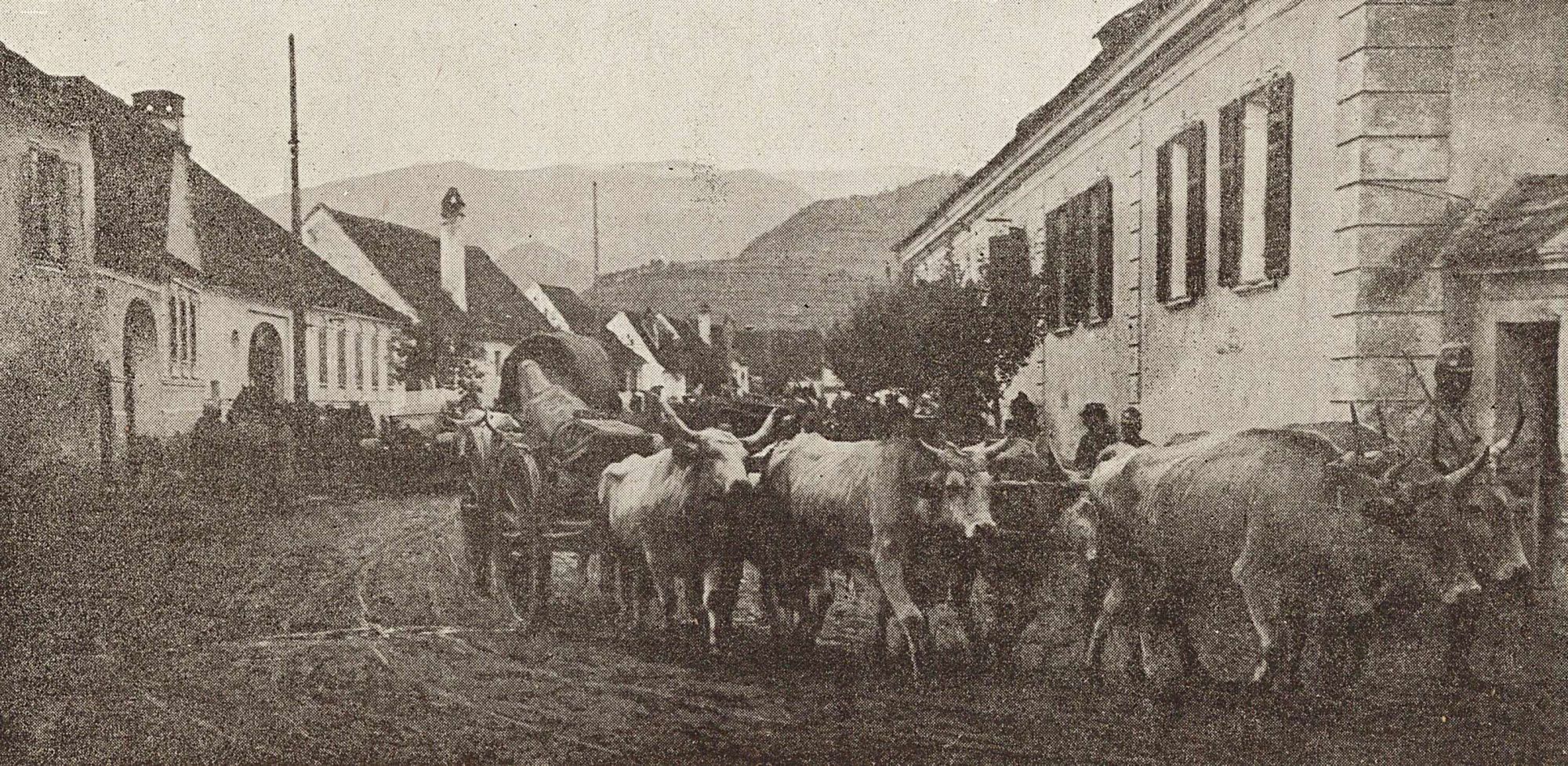 Boeufs tractant un canon