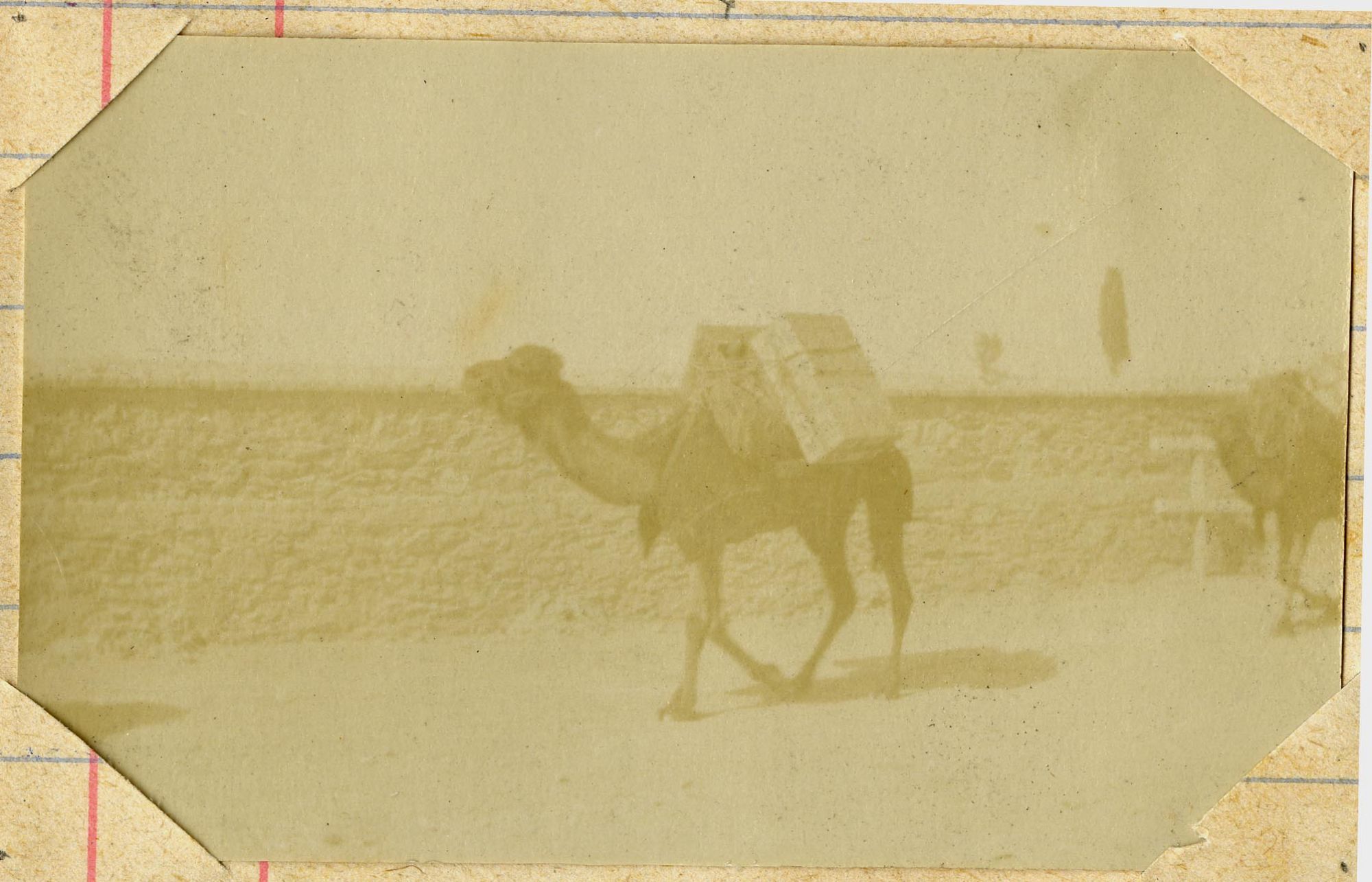 Convoi de chameaux (route de Sérès)