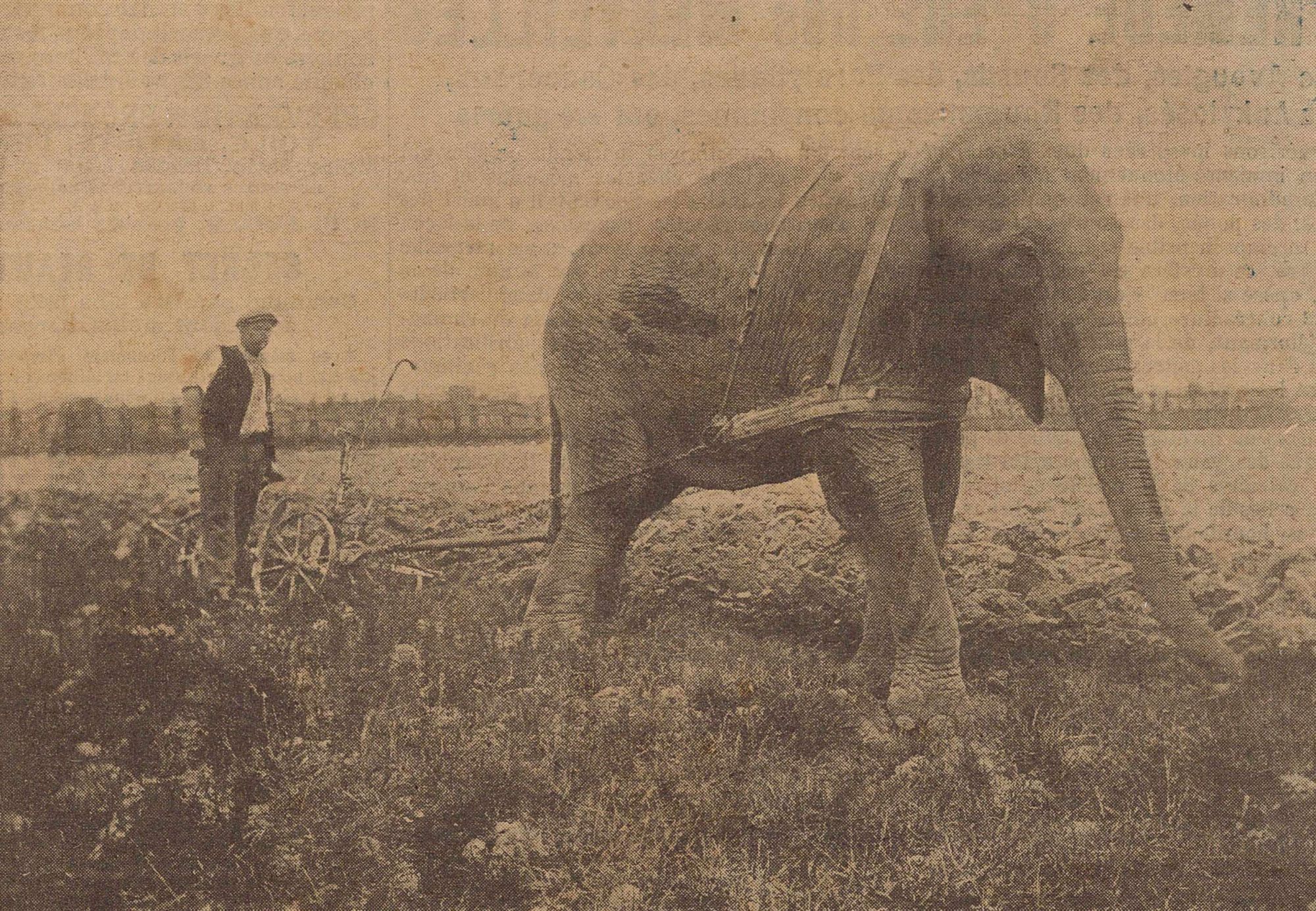 Éléphant employé au labour dans le Tarn-et-Garonne