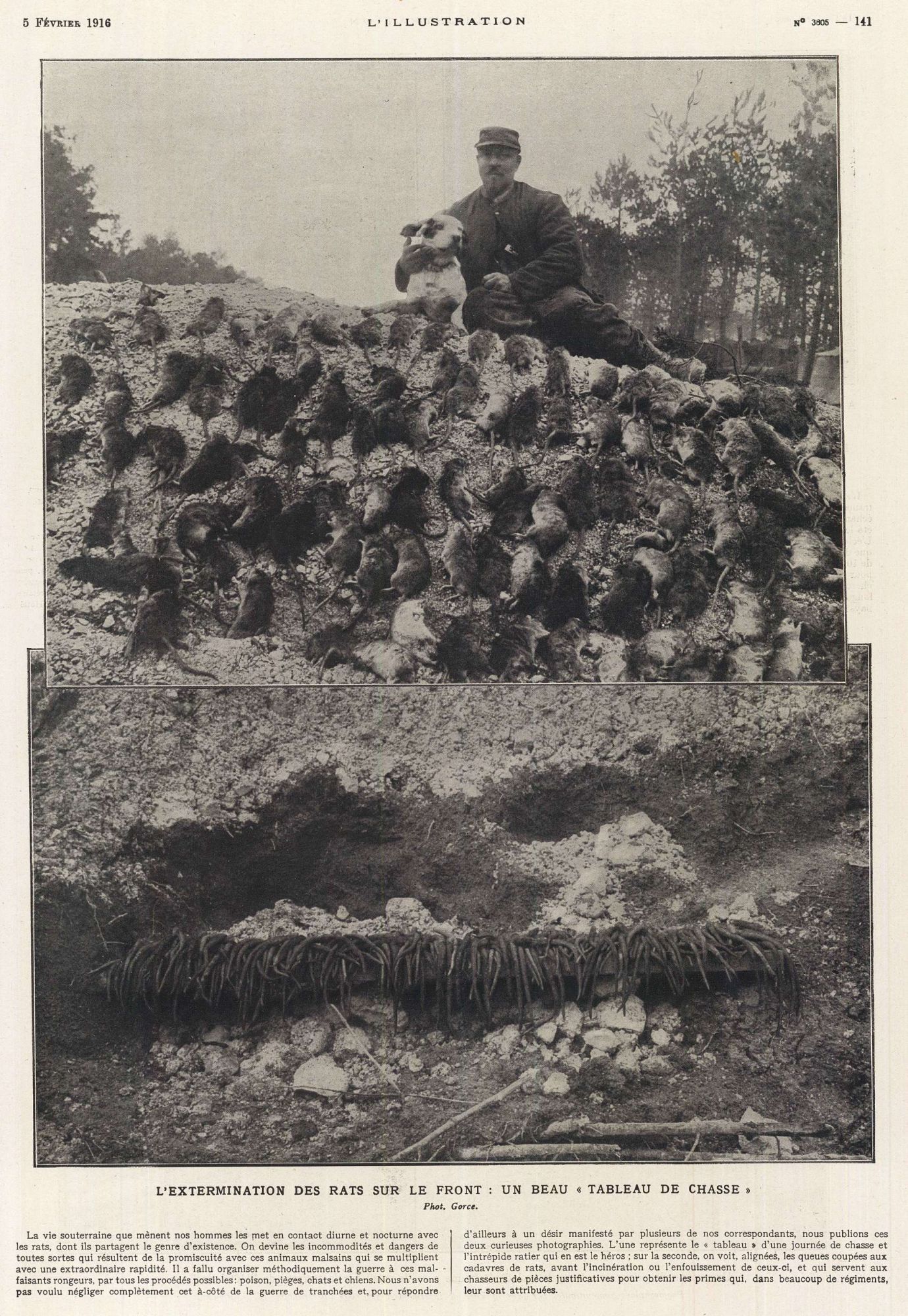 L'extermination des rats sur le front