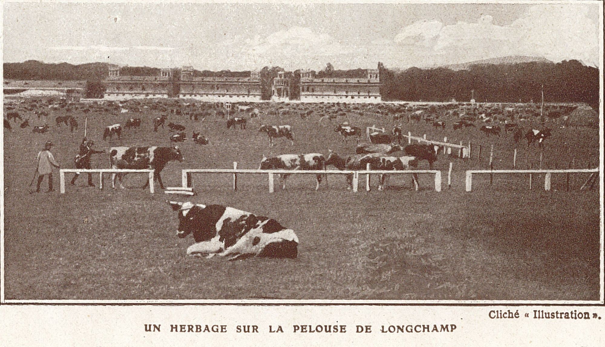 Un herbage sur la pelouse de Longchamp