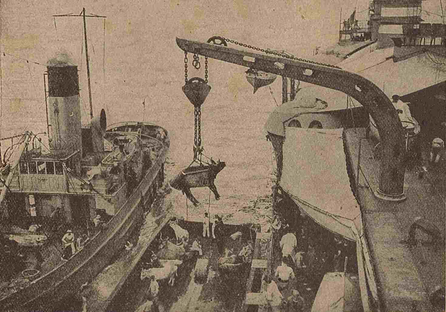 Embarquement de bétail à bord d'un cuirassé