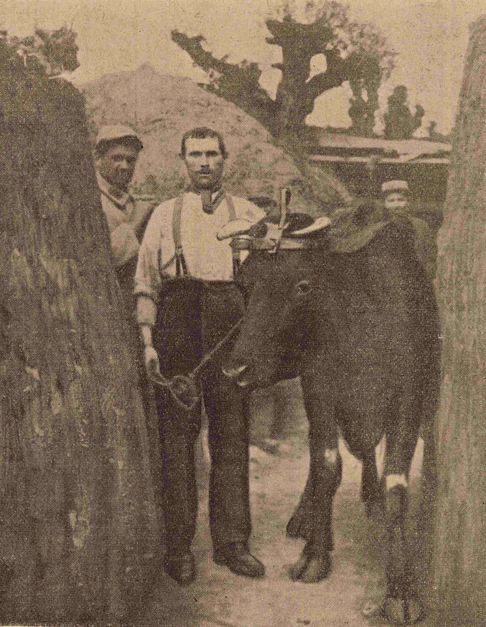 Une vache dans la tranchée