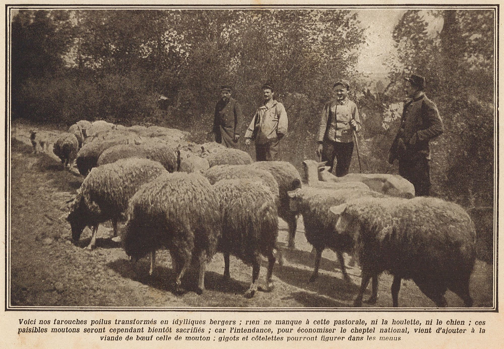 Des Poilus transformés en bergers
