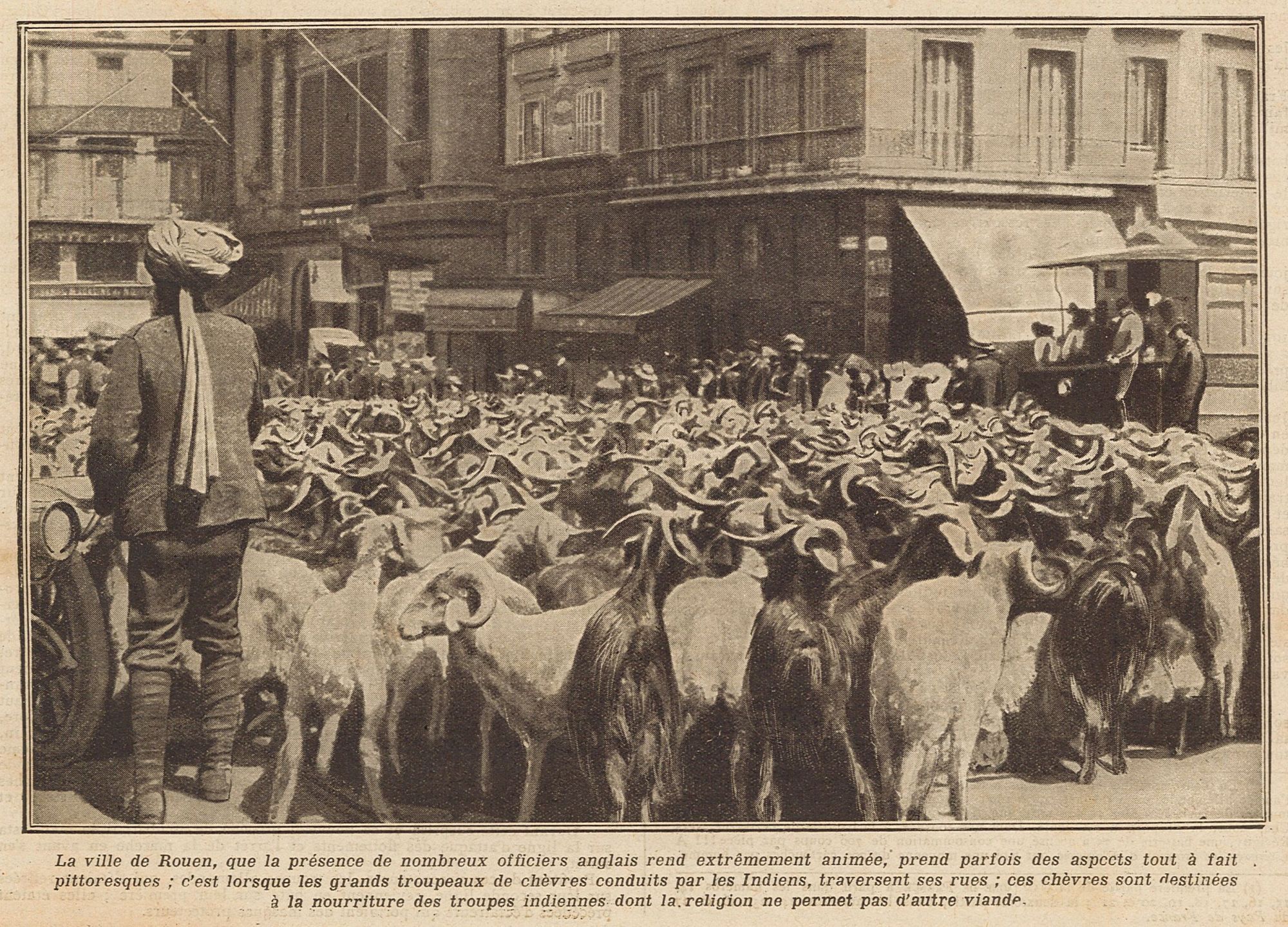 Troupeau de chèvres à Rouen