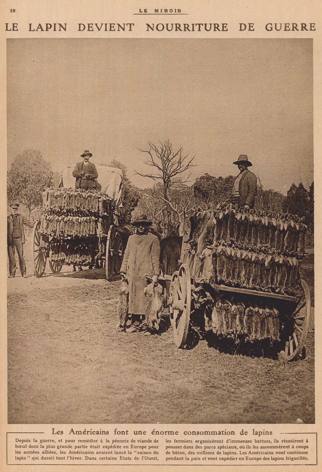 Le lapin devient nourriture de guerre